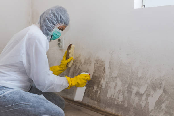 Best Residential Mold Remediation in Fairmount, CO