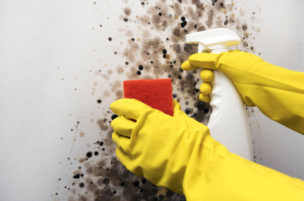 Best Black Mold Remediation in Fairmount, CO